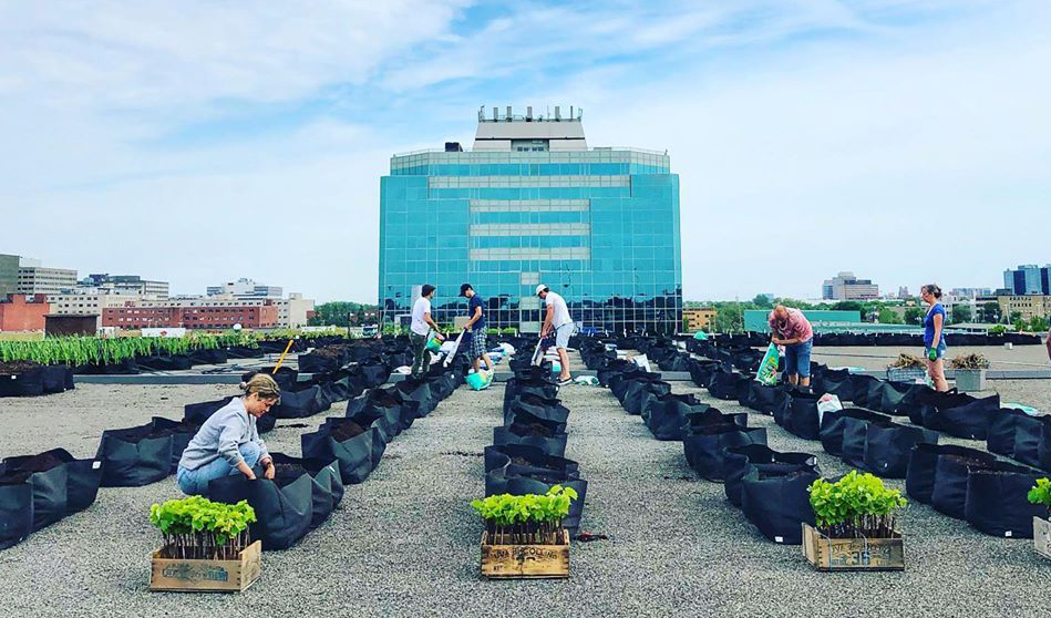 agriculture urbaine sur le toit de La Centrale Agricole