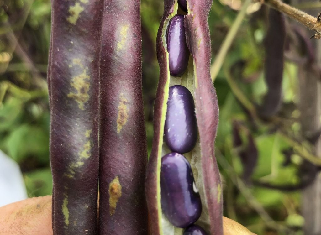 Haricots violet de Terre Promise