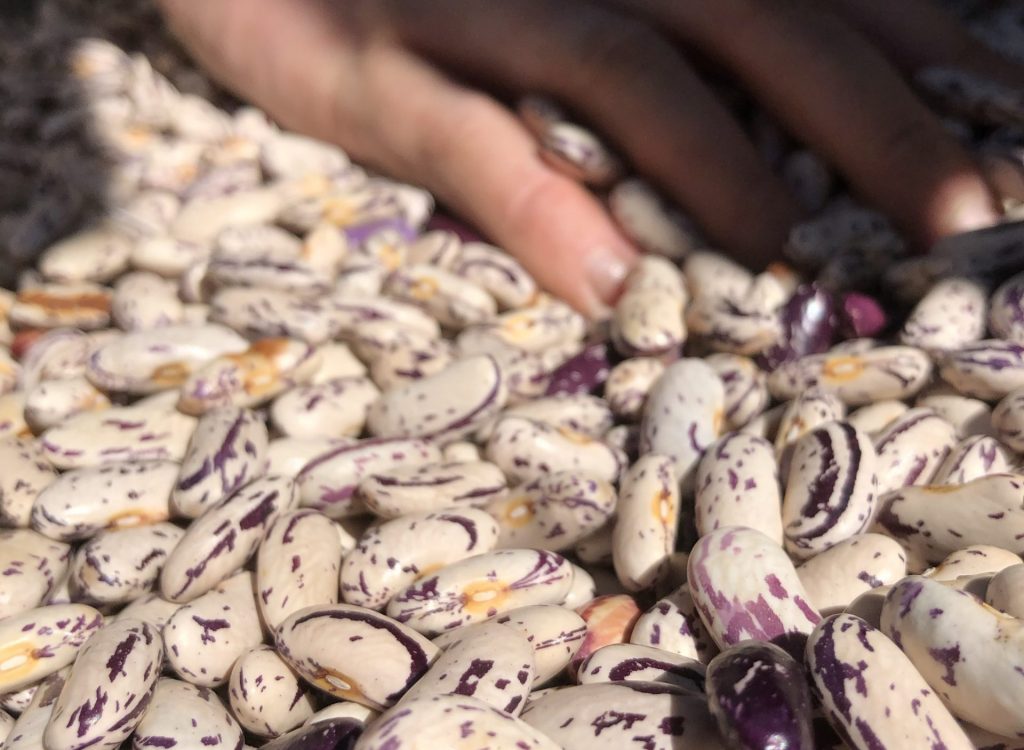 Haricots marbrés de Terre Promise